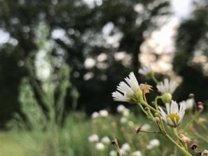 Ecosystem Services Bosco Limite