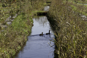 Ecosystem Services Bosco Limite